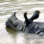Translocation of rhino in Assam